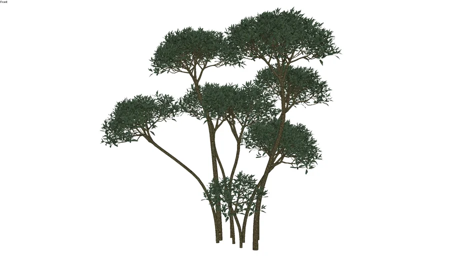 Arvore 03