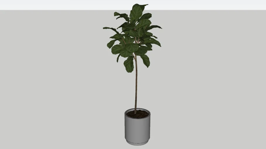 Ficus Lyrata