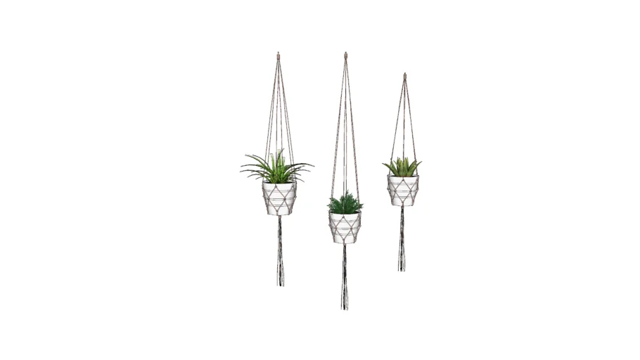 Hanging plants