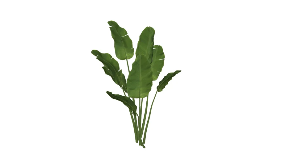 BANANEIRA ORNAMENTAL (MUSA ORNATA)