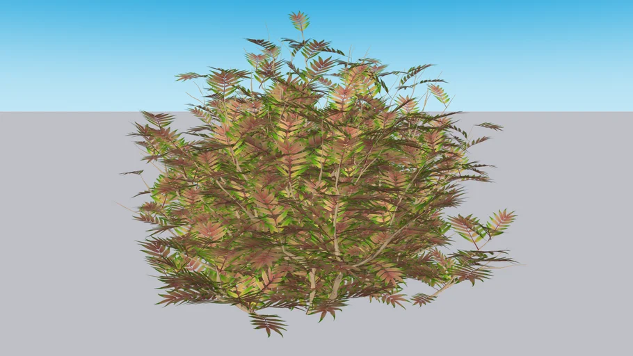 Mr. Mustard™ False Spiraea - Sorbaria sorbifolia