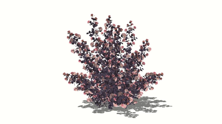 Tiny Wine® Physocarpus