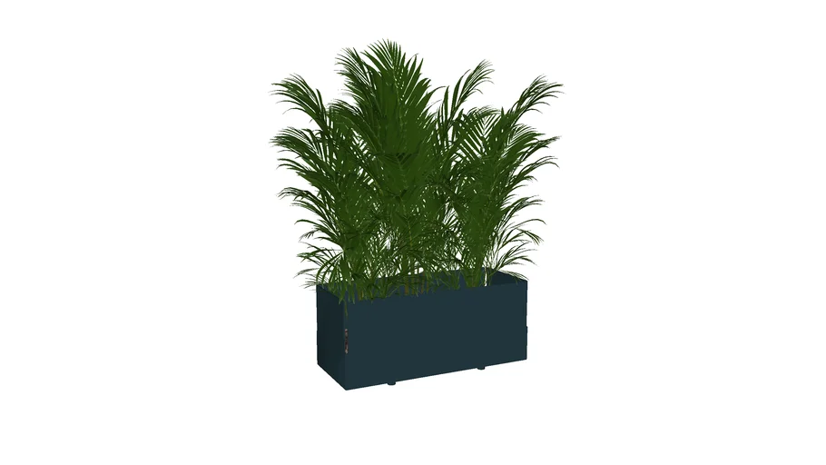 Palm Pot