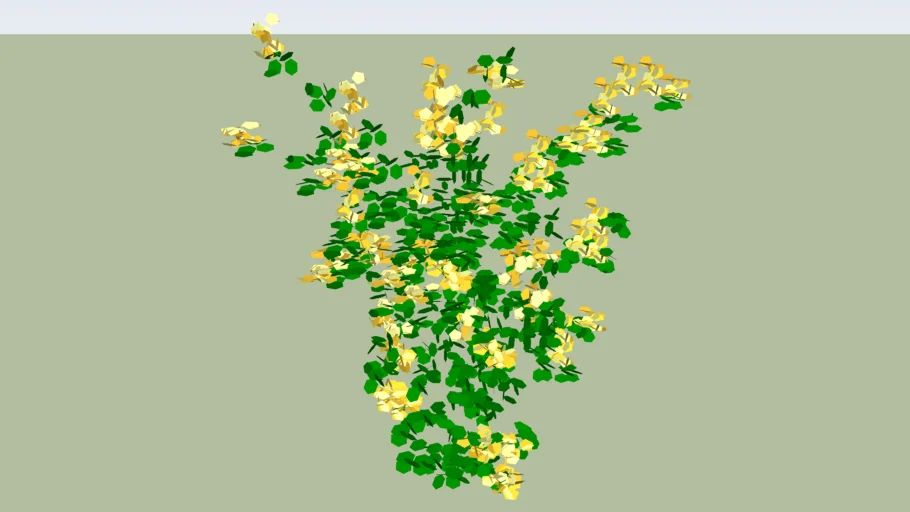alamanda