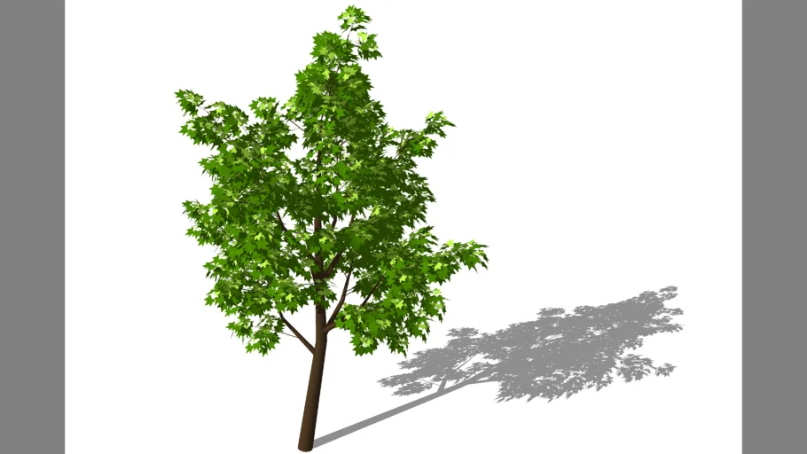 ARBRE