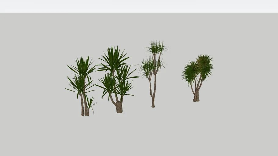 Palmeiras Yuca (Yucca elephantipes)