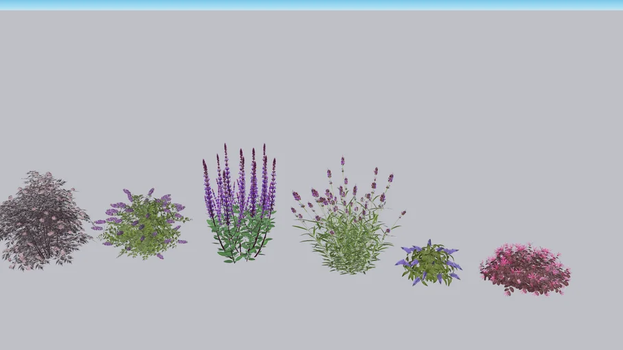 Purple Perennials