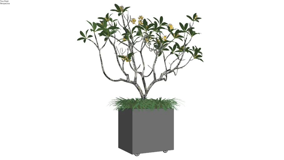 Plumeria