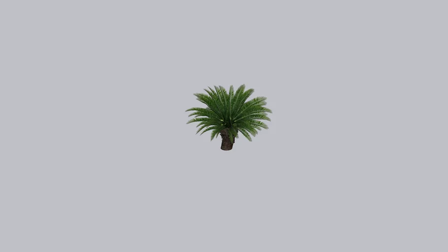PALMERA