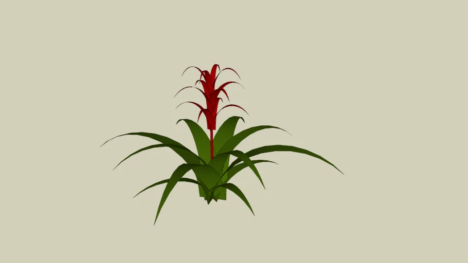 Bromeliad Plant