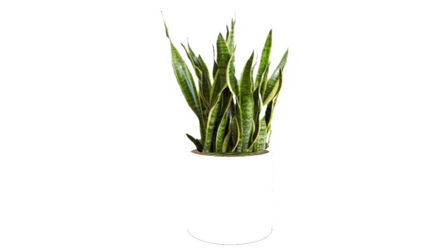 snake plant