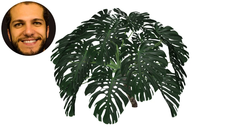Costela de adão Monstera deliciosa Abacaxi do reino Banana do mato Cerima