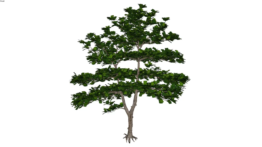 Terminalia catappa_02