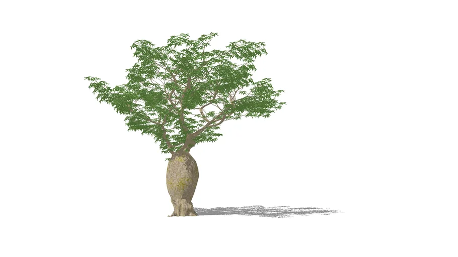 Samuu árbol