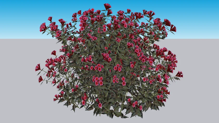 Wine & Roses® Weigela