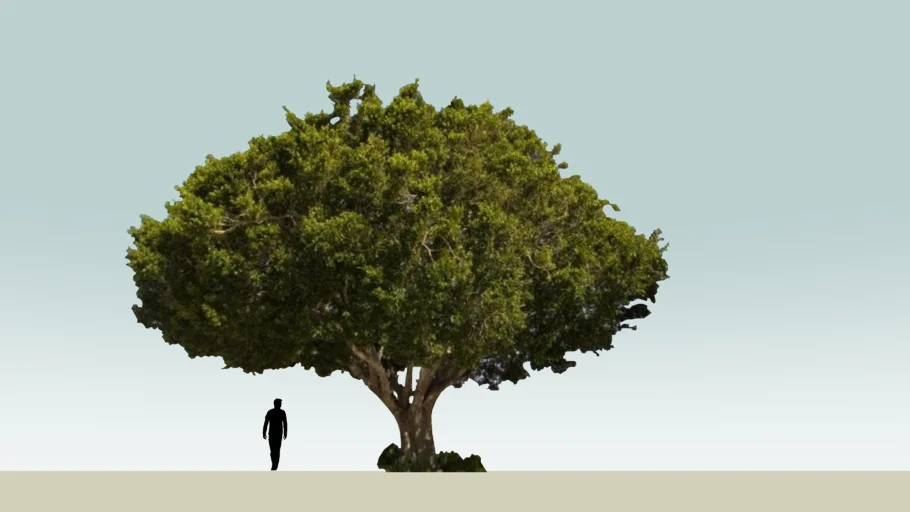 Tree 2d
