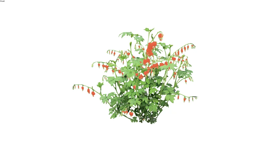 Dicentra spectabilis