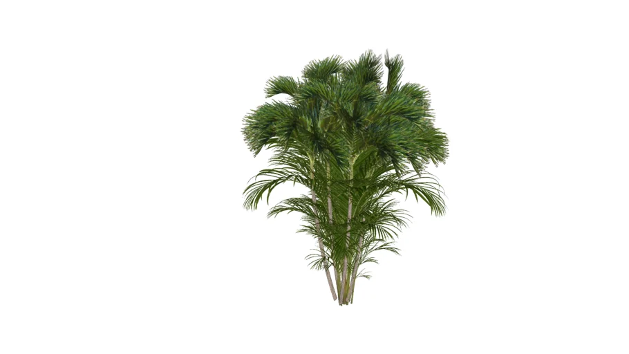 Areca Bambu