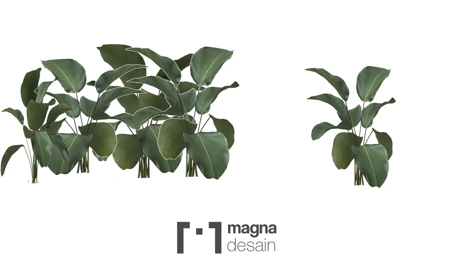 Calathea Lutea - Tanaman pisang