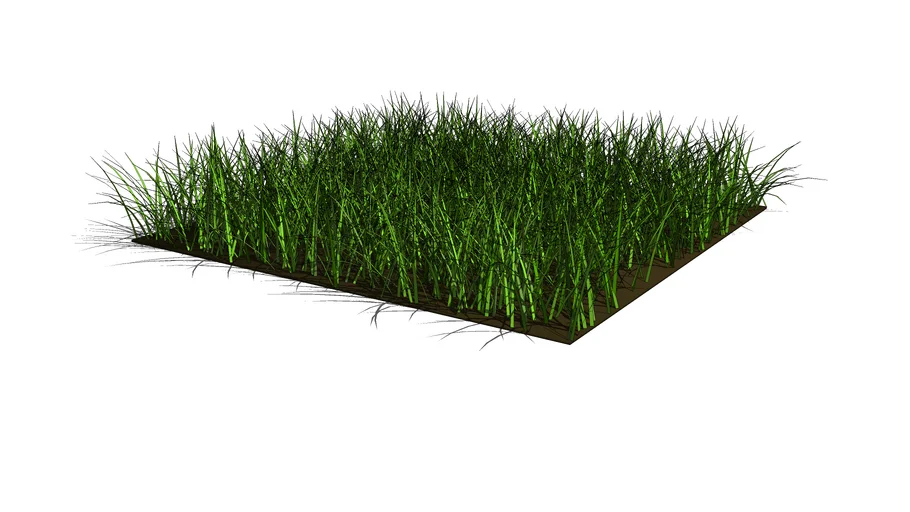 Grass