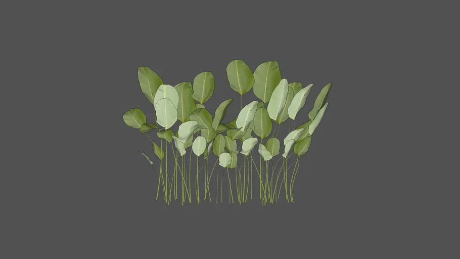 Calathea Lutea
