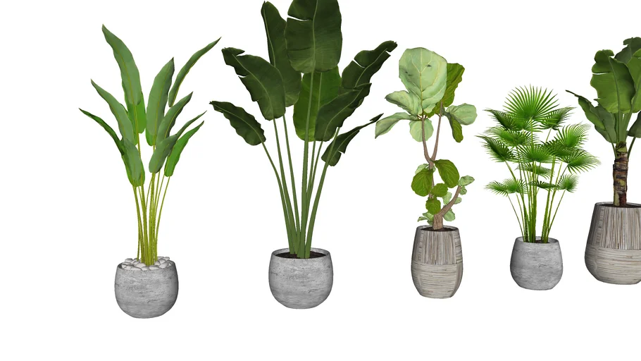 so sweet hosta plant So Sweet Hosta Plant  EVERGREEN
