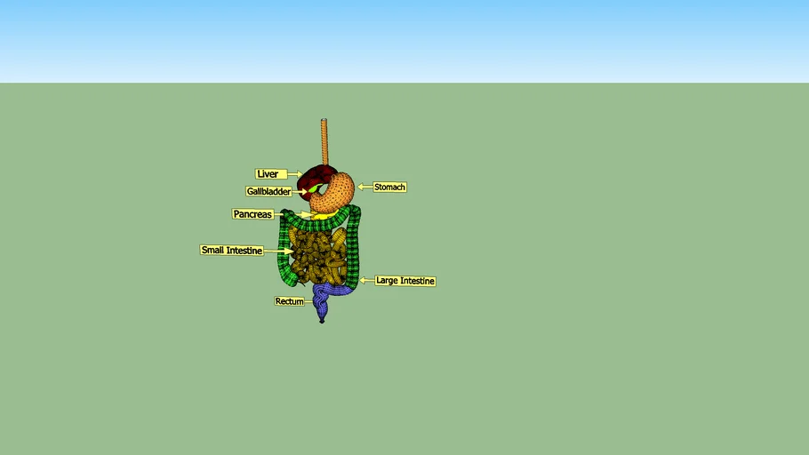 Lower human gastrointestinal tract (Human Digestive Tract)