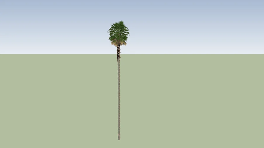 California Fan Palm
