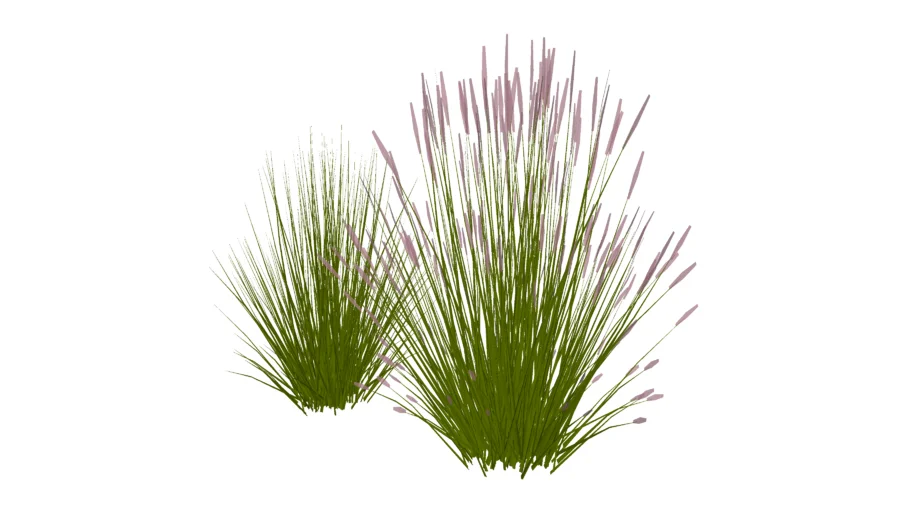 Ilalang magenta_weeds