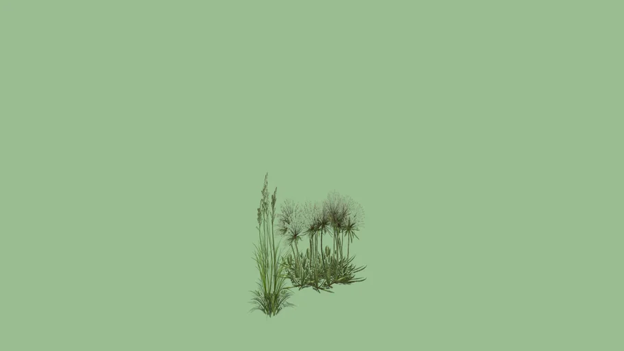 outdoor plant