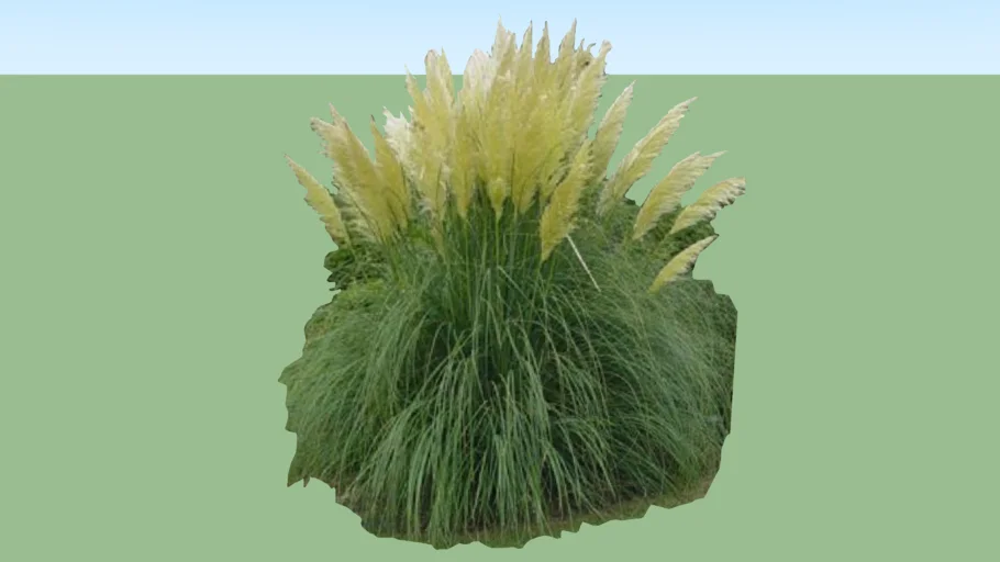 pampas