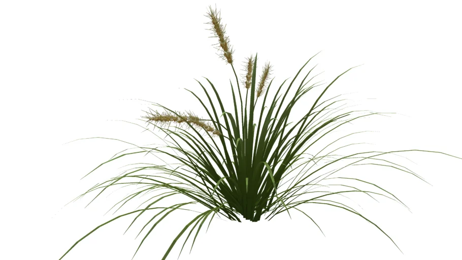 Bulbine frutescens - Bulbine
