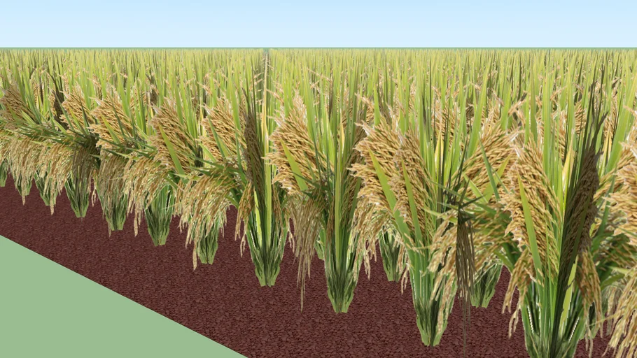 Rice Plant | 3D Warehouse