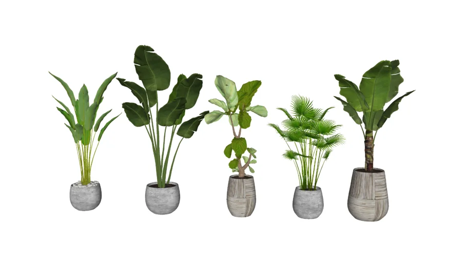 PLANTAS