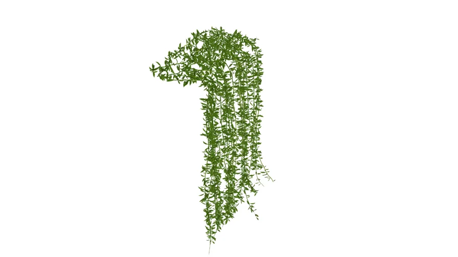 Ivy 03