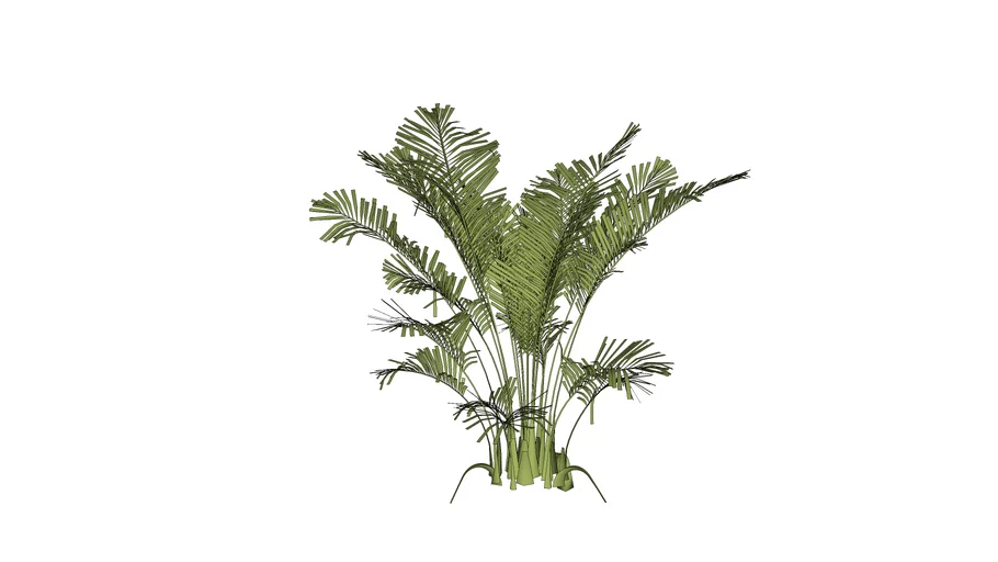 Palmilla Plant