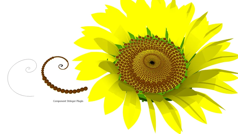 Sunflower Drawn by Fibonacci Golden Spiral 