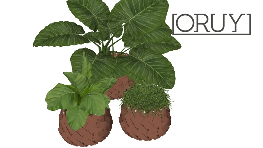 Cesto Gioello M - Oruy cesta cachepot costela adão folhagem planta plant