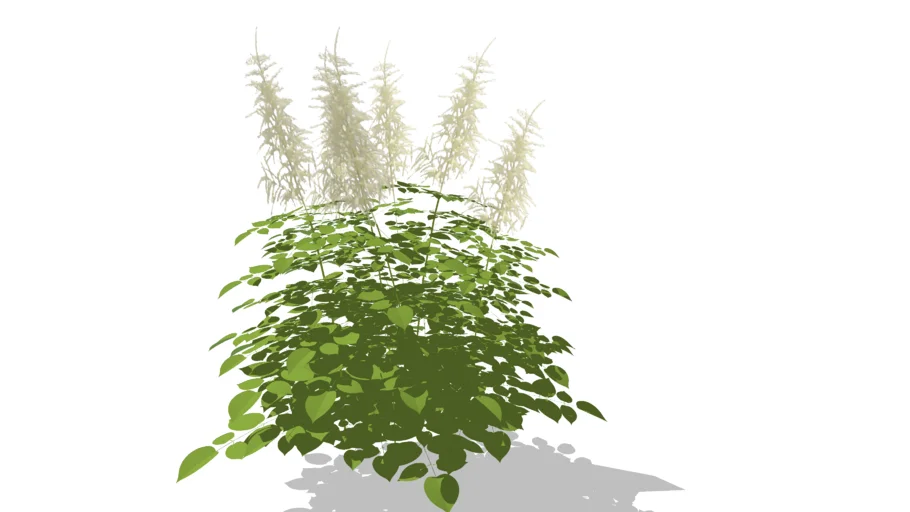 Aruncus sylvestris