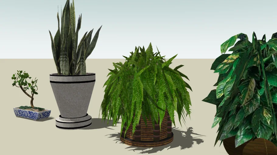 INDOOR PLANTS
