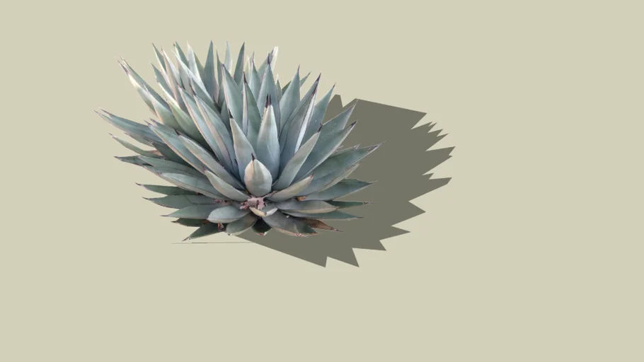 agave macroacantha
