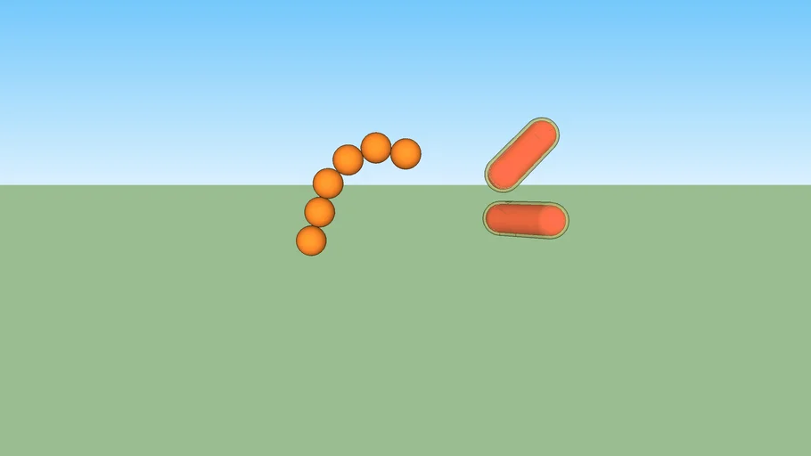 bacteria: cocos y bacilo