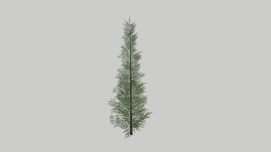 SPRUCE_CEMARA 1
