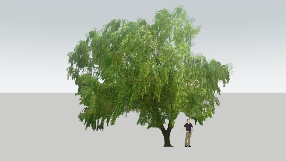 Willow Tree / Pohon Liang Liu