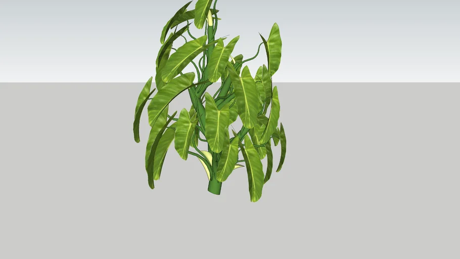 Philodendron Burle Marx - Brekele