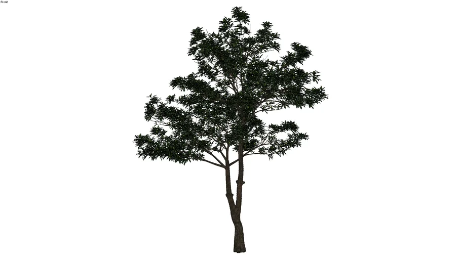 Alstonia scholaris