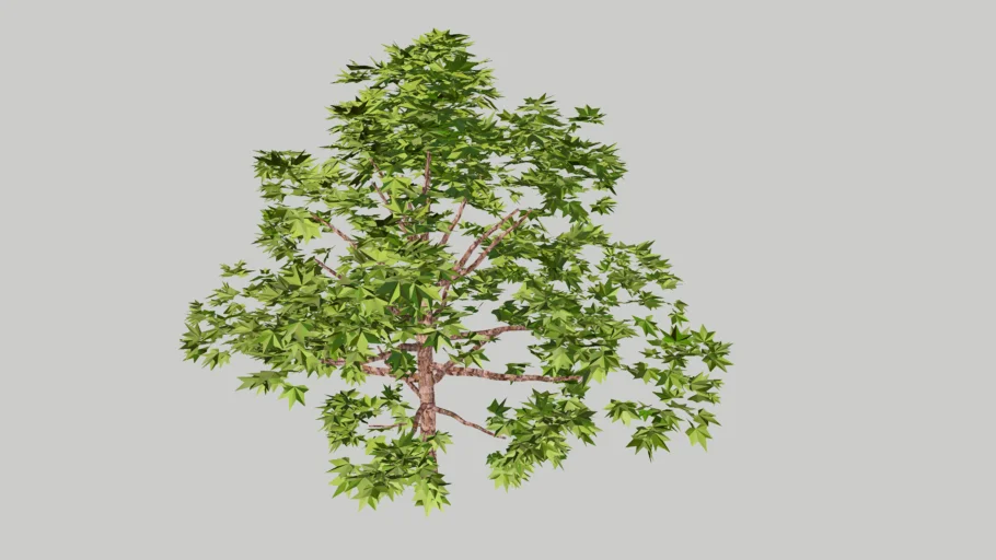 platanus