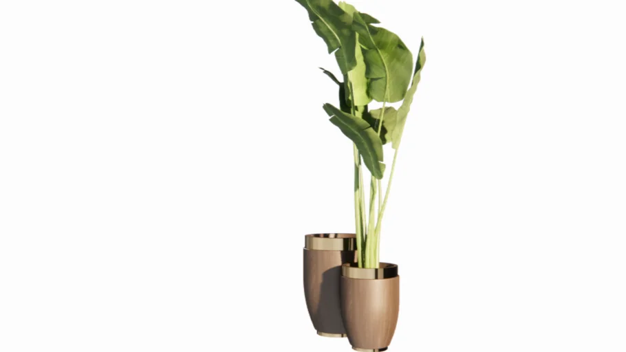 POT PLANT