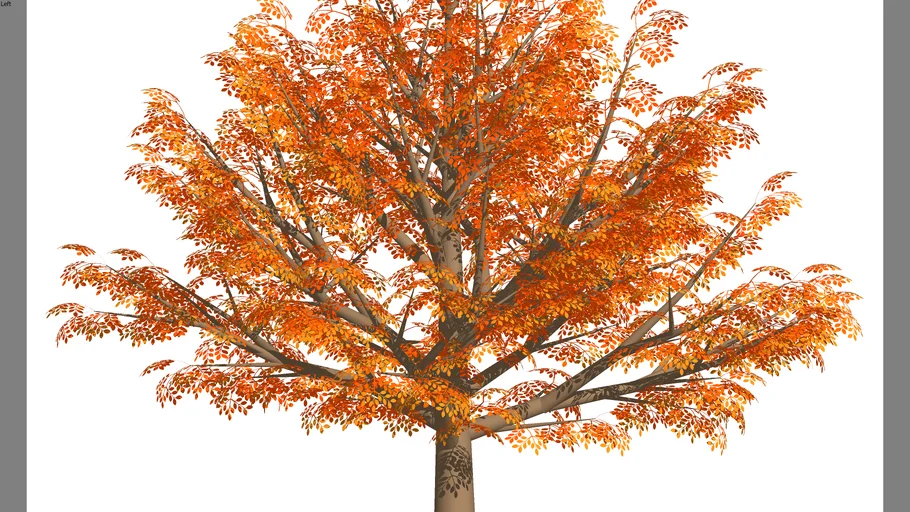 big broadleaf tree fall 2 | 3D Warehouse