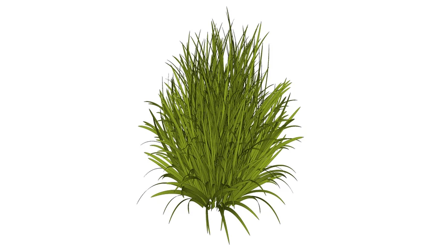 Arbusto